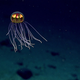Another hydromedusa, this one spotted on a ridge located just west of the Mariana Trench.